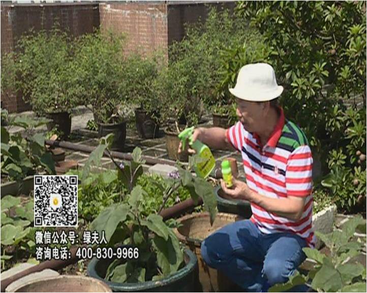20160613珠江臺搖錢(qián)樹(shù)：天臺種茄瓜用綠夫人，長(cháng)勢靚，開(kāi)花結果好