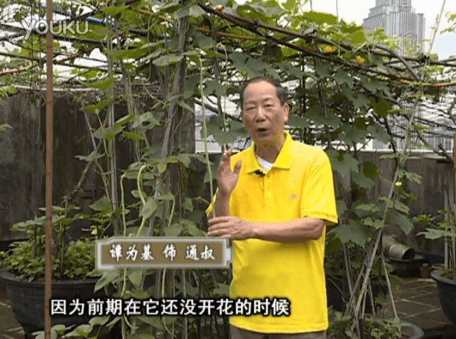 20160627珠江臺搖錢(qián)樹(shù)：天臺豆角用綠夫人528營(yíng)養液，開(kāi)花好結豆期長(cháng)
