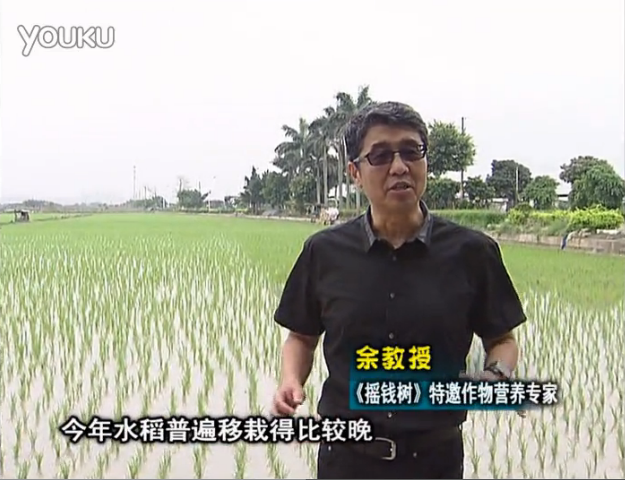 20160530珠江臺搖錢(qián)樹(shù)：水稻撒微補倍力、噴苗力，返青分蘗好，產(chǎn)量高