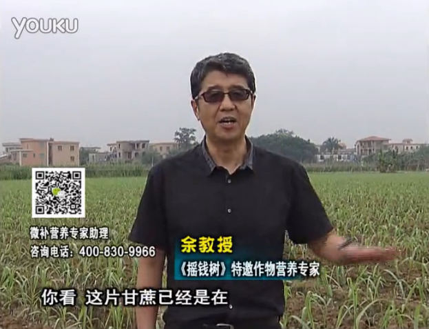 20160530珠江臺搖錢(qián)樹(shù)：甘蔗促根壯苗長(cháng)勢好，淋沖微補根力鈣+精力、撒倍力