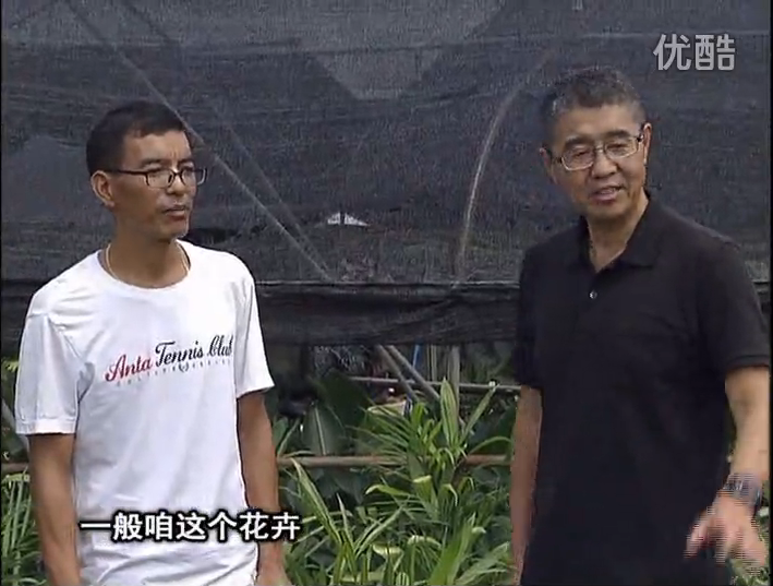 20161010珠江臺搖錢(qián)樹(shù)：盆栽花卉促根多，長(cháng)勢青綠
