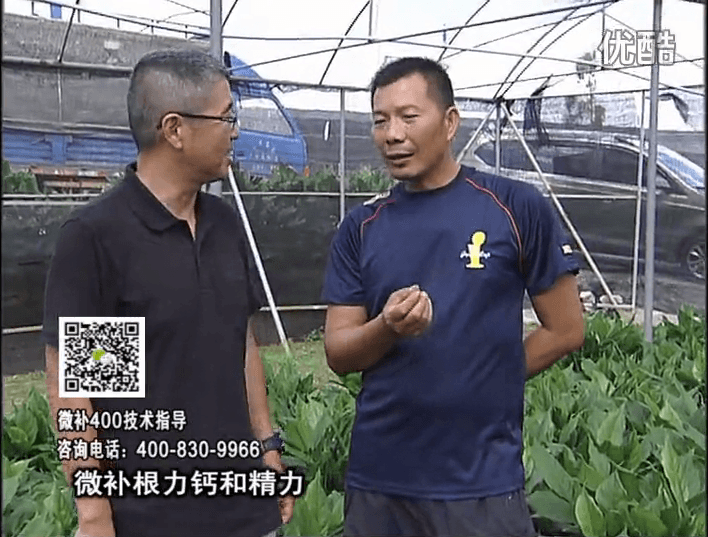 珠江臺搖錢(qián)樹(shù)：盆栽綠植澆施微補根力鈣+精力，促根多長(cháng)勢青綠