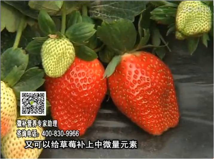 20170123珠江臺搖錢(qián)樹(shù)：草莓用微補方案，促根苗壯、開(kāi)花坐果好