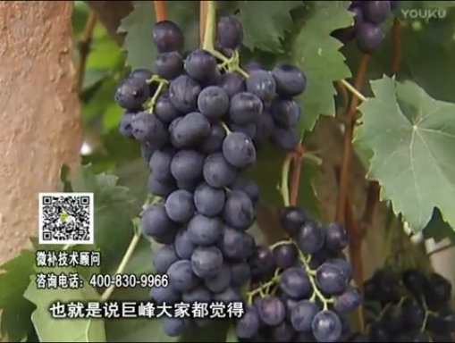 20170501珠江臺搖錢(qián)樹(shù)：葡萄用微補方案，品質(zhì)高，賣(mài)價(jià)好