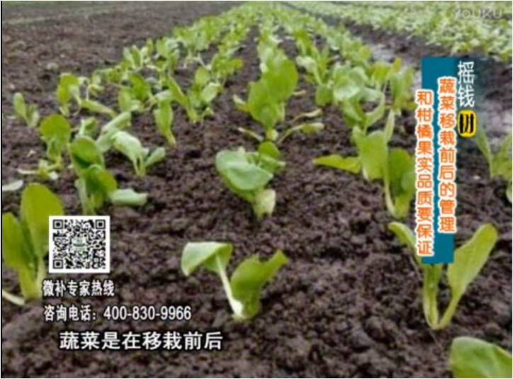 20170814珠江臺搖錢樹：蔬菜澆施微補，調酸促根，健壯長勢