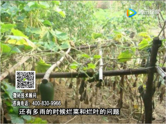 20170911珠江臺搖錢(qián)樹(shù)：蔥干尖蔬菜爛葉早衰？