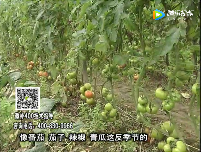 珠江臺搖錢樹：茄果瓜類蔬菜提高開花坐果