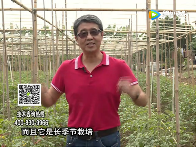 20171120珠江臺搖錢樹：番茄如何增產增收？