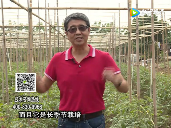 20171120珠江臺搖錢(qián)樹(shù)：番茄如何增產(chǎn)增收？