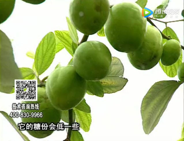 20171204珠江臺搖錢樹：青棗膨果增甜如何做？