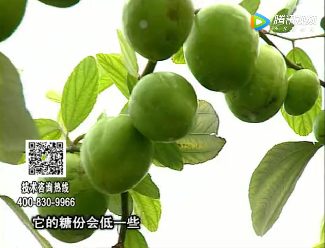 20171204珠江臺搖錢(qián)樹(shù)：青棗膨果增甜如何做？