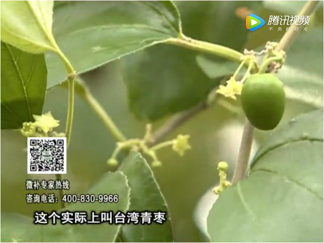 20171106珠江臺搖錢(qián)樹(shù)：青棗果大清甜如何種？