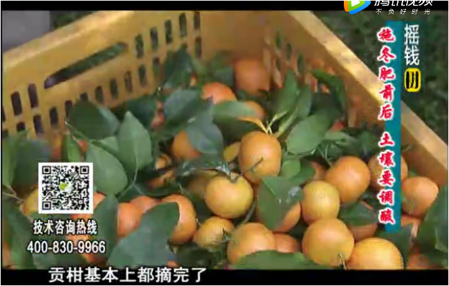 20180101珠江臺搖錢樹：柑橘土壤酸化怎么辦？