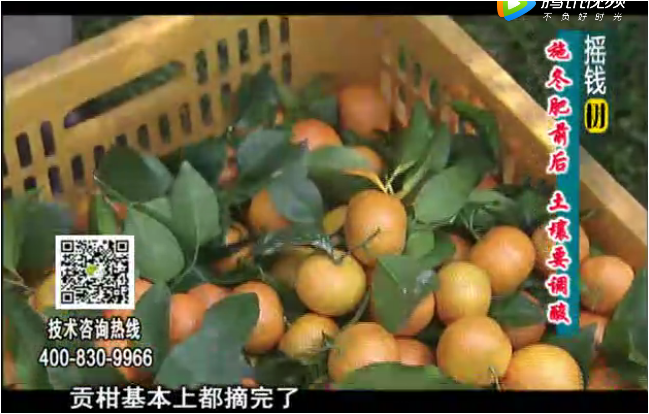 20180101珠江臺搖錢(qián)樹(shù)：柑橘土壤酸化怎么辦？