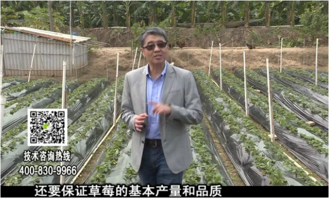 20180108珠江臺搖錢(qián)樹(shù)：草莓苗弱膨果增甜如何做？