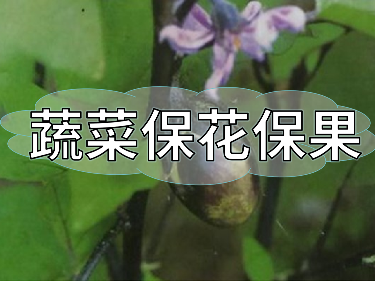 蔬菜高溫花少坐果少，一套方案促花保果