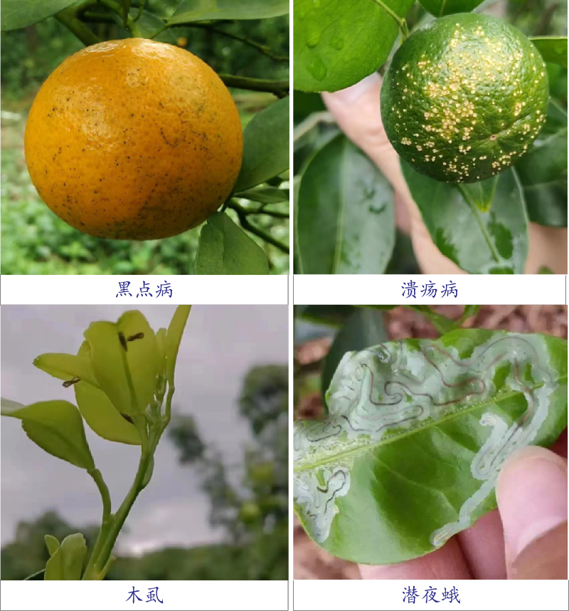 圖片3 圖片3