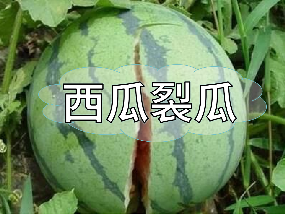 西瓜裂瓜致低產(chǎn)，這樣做，輕松解決問(wèn)題！