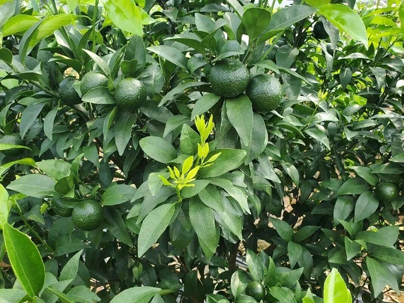 1 1