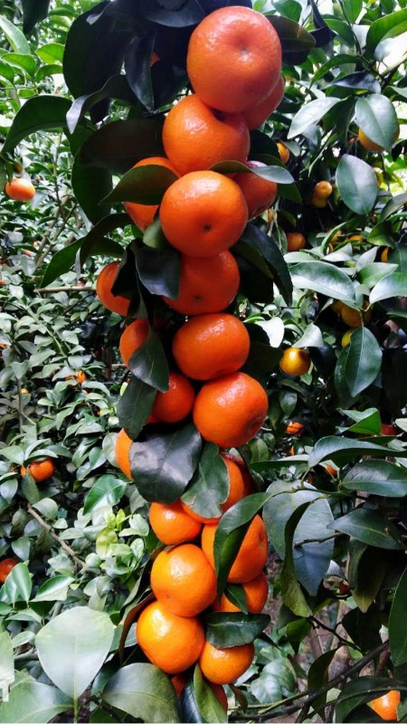 砂糖橘3個品質(zhì)要求