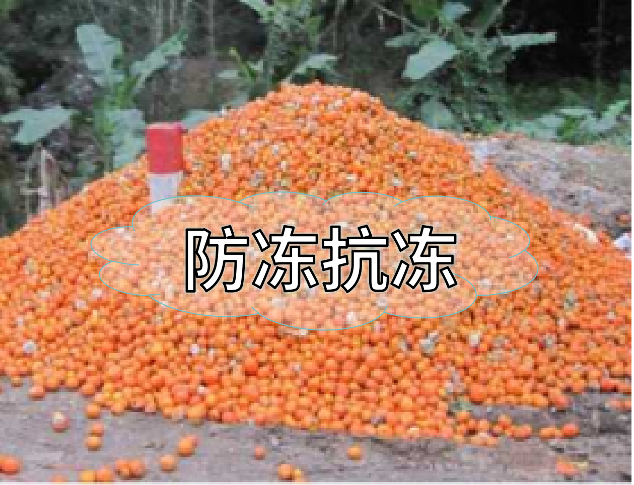 抗凍營(yíng)養(yǎng)提前積累，今年抗凍不愁