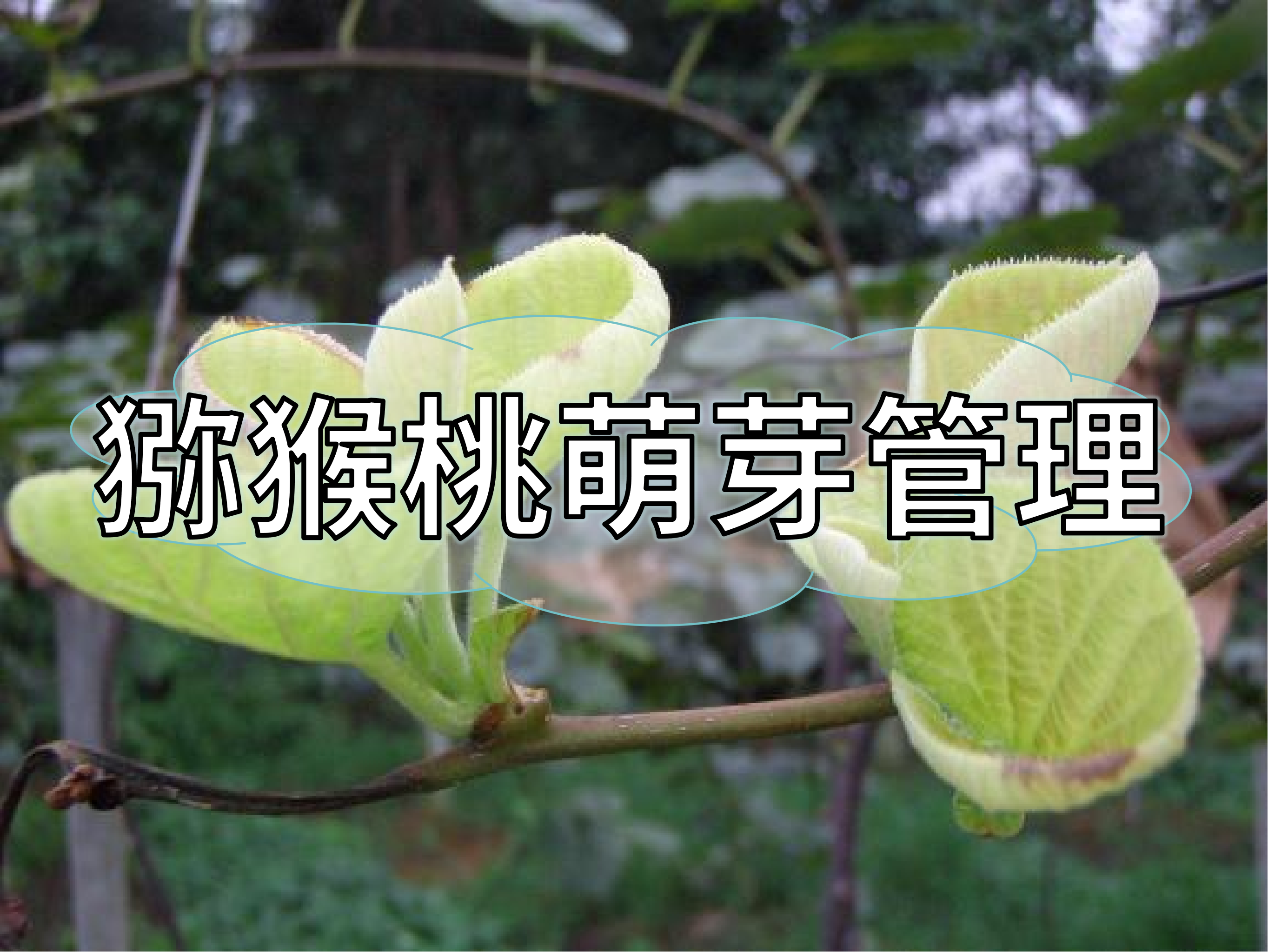 獼猴桃萌芽整齊健壯這樣做！