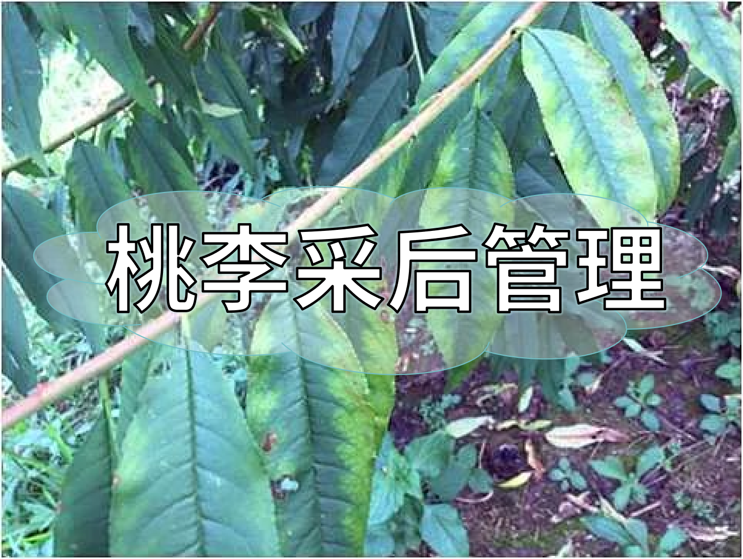 桃樹(shù)<i style='color:red'>采后管理</i>技術(shù)要點(diǎn)：養樹(shù)促花為來(lái)年豐產(chǎn)奠基