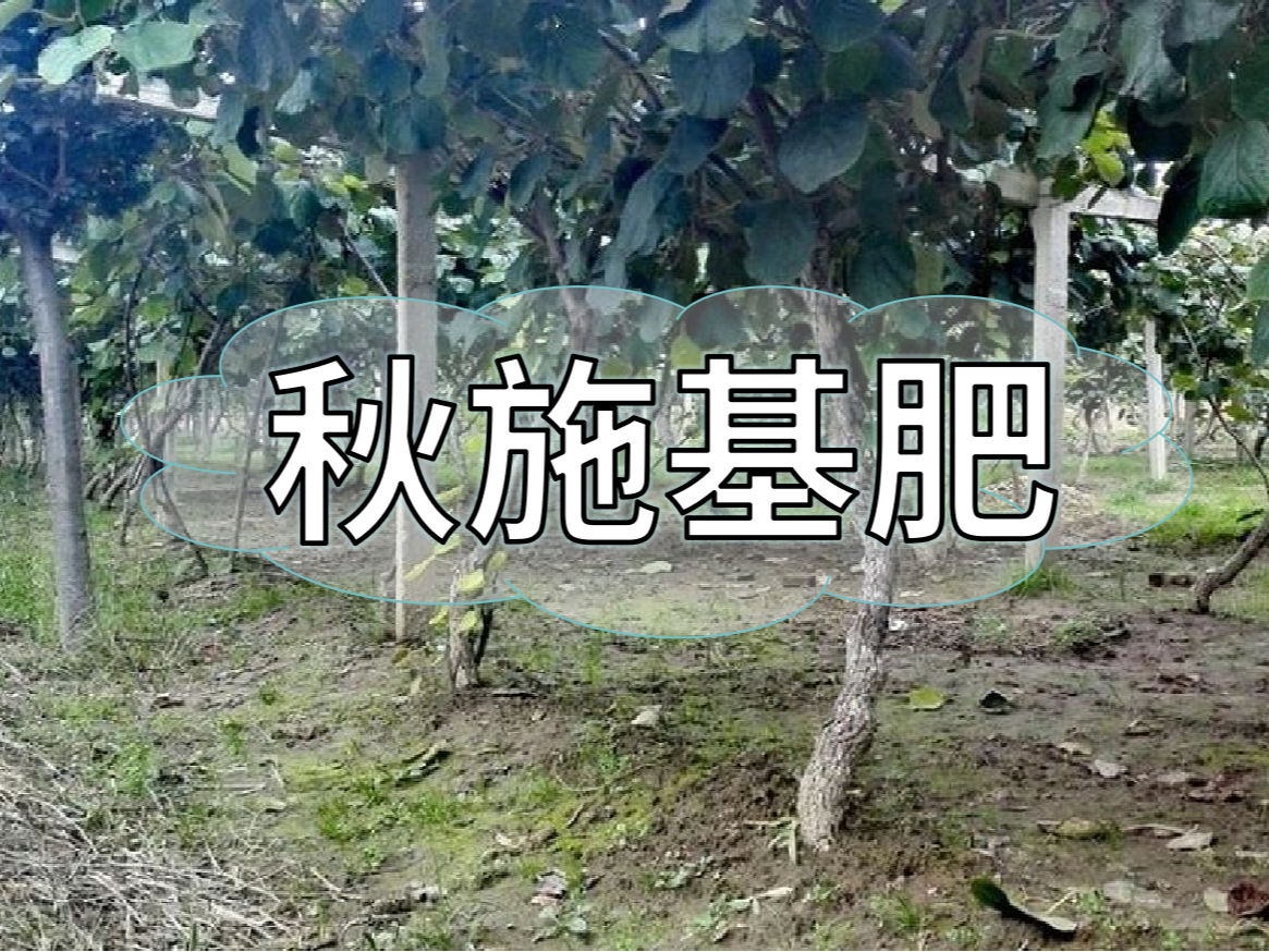 果樹(shù)秋肥要補好更要補對！秋肥方案全附上