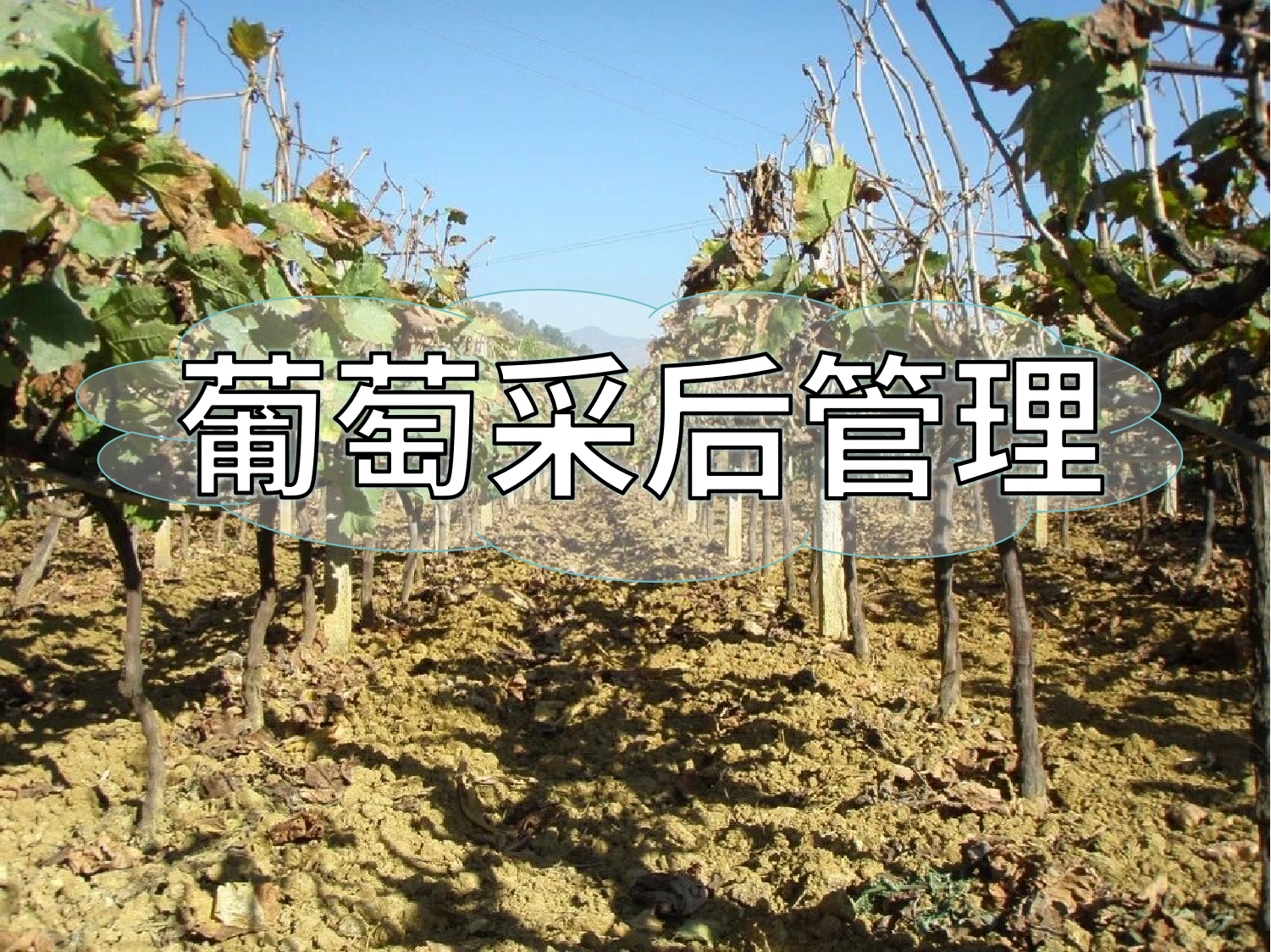 葡萄采摘忙，<i style='color:red'>采后管理</i>得跟上