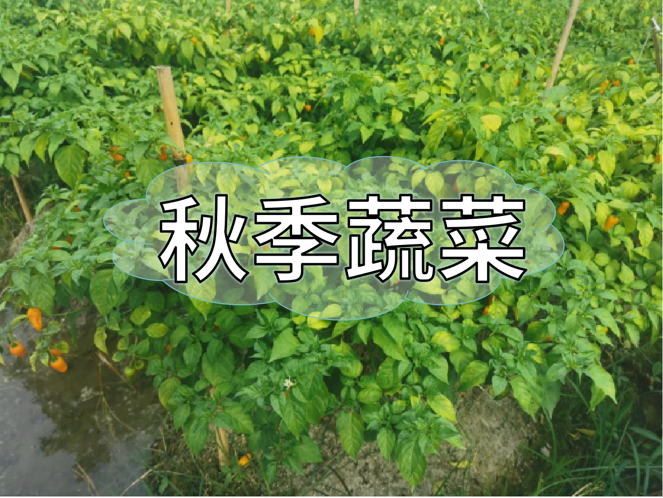 秋種蔬菜，如何提高成活率提高產(chǎn)量