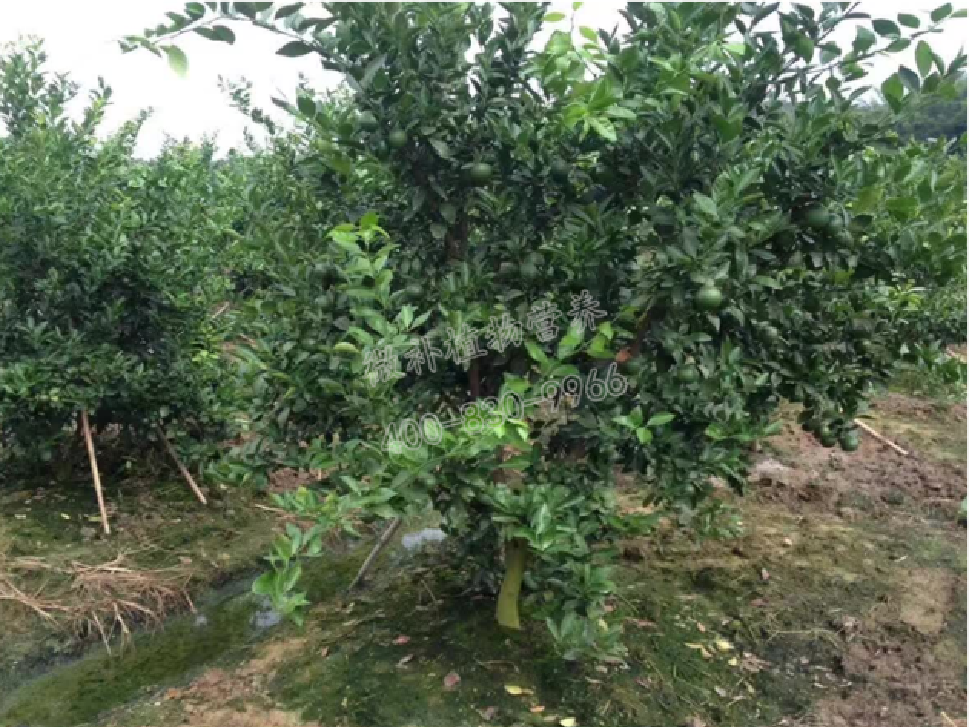 別人果園落果慘重，為何她的果園黃蒂落果少？