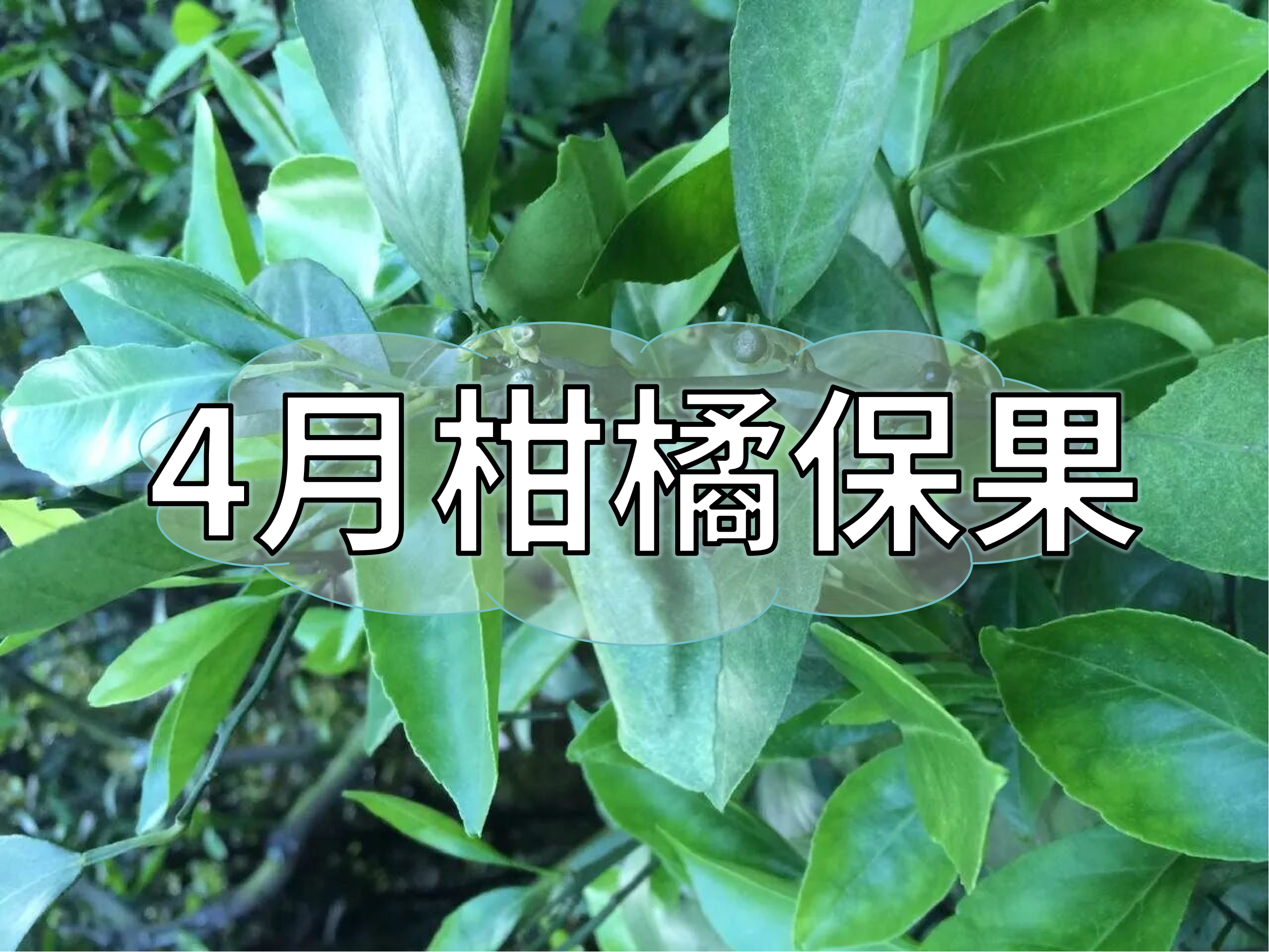 4月柑橘保果管理做好這3點，轉(zhuǎn)綠快落果少