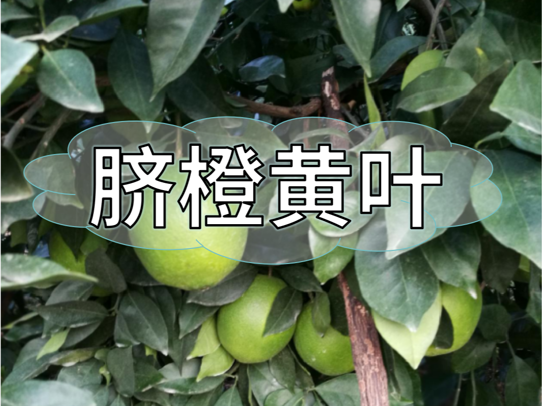 臍橙<i style='color:red'>缺素</i>黃葉越來(lái)越多，如何預防和補救