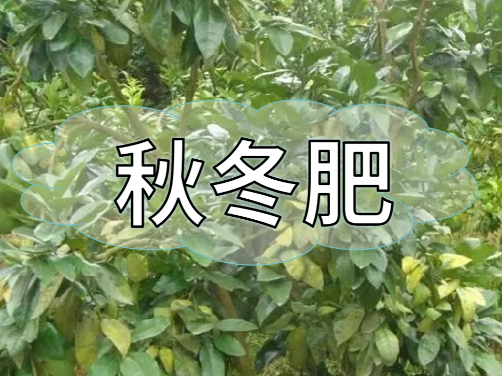 采后秋冬肥，有幾大問題需要農(nóng)戶朋友們注意