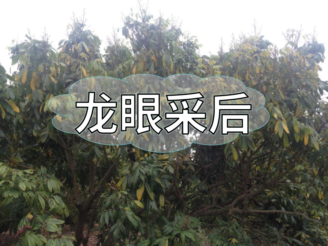 龍眼采摘后，做好保樹(shù)工作，預防<i style='color:red'>大小年</i>