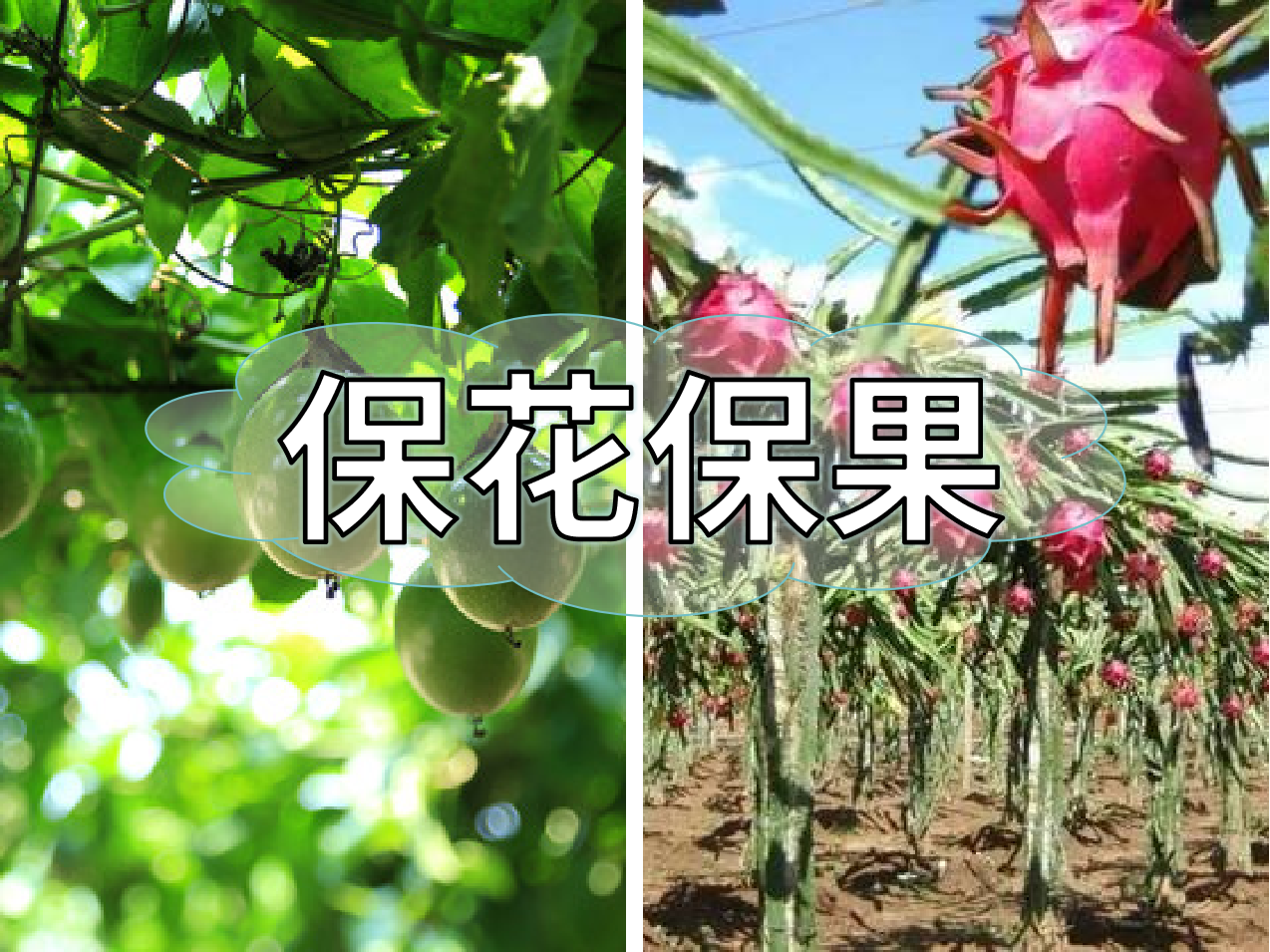百香果、火龍果連續開(kāi)花坐果期<i style='color:red'>促花</i>保果怎么做？
