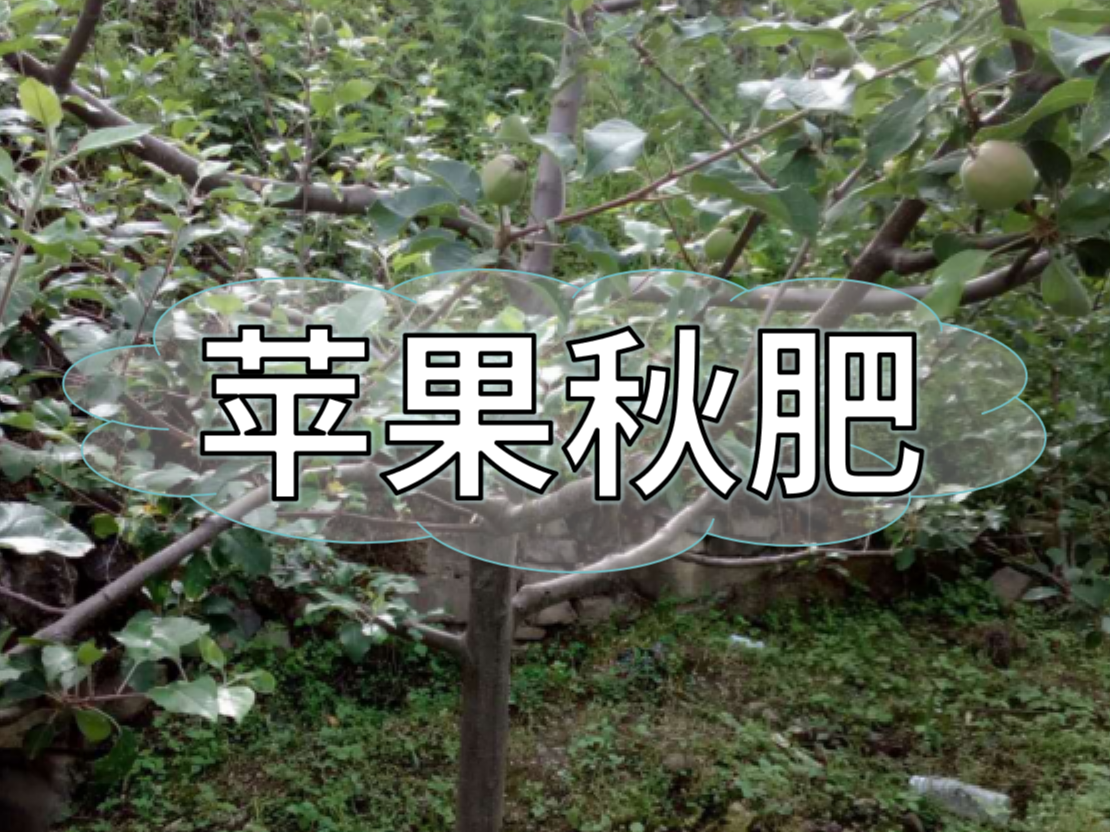 蘋(píng)果施<i style='color:red'>秋肥</i>