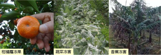讓作物安全過(guò)冬的實(shí)用小妙招，速看