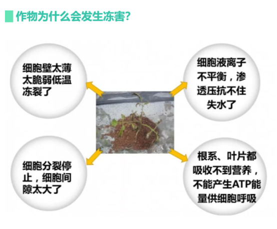 讓作物安全過(guò)冬的實(shí)用小妙招，速看
