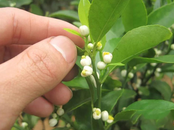 沃柑茂谷柑來(lái)花多要疏花，促花工作就不做了，小心花多不壯