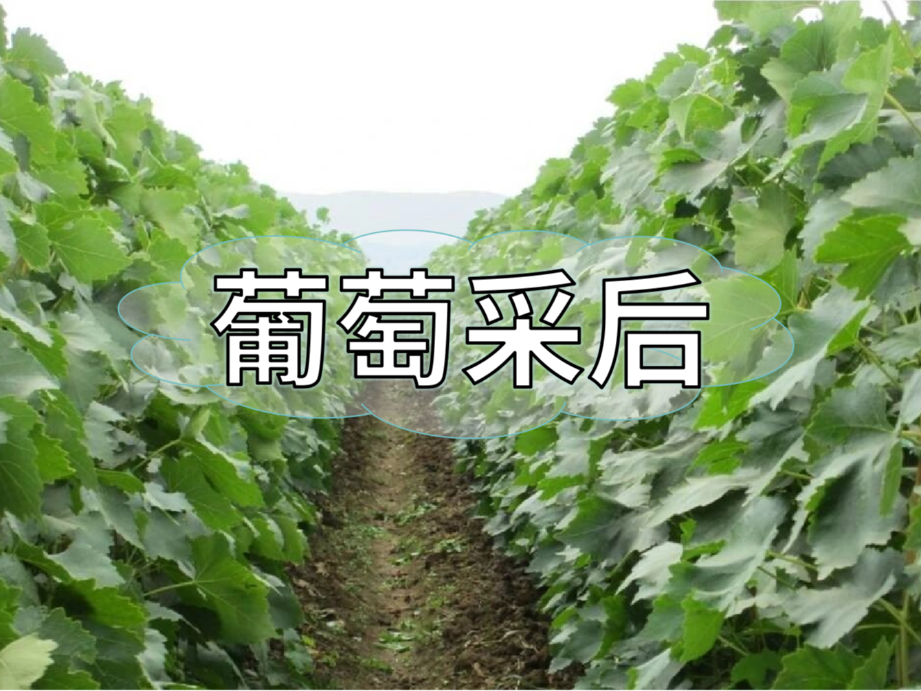 葡萄采后棄管問(wèn)題大，有效管理這樣做