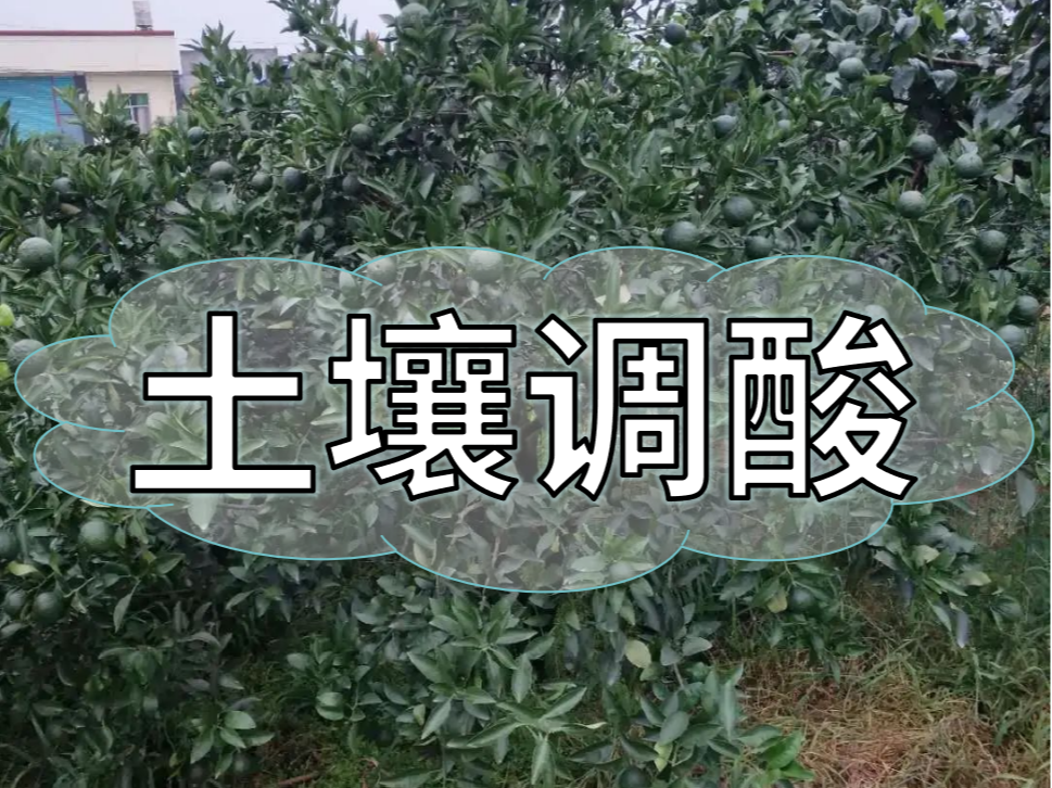 柑橘膨大期，土壤調酸與施<i style='color:red'>膨果肥</i>一樣重要