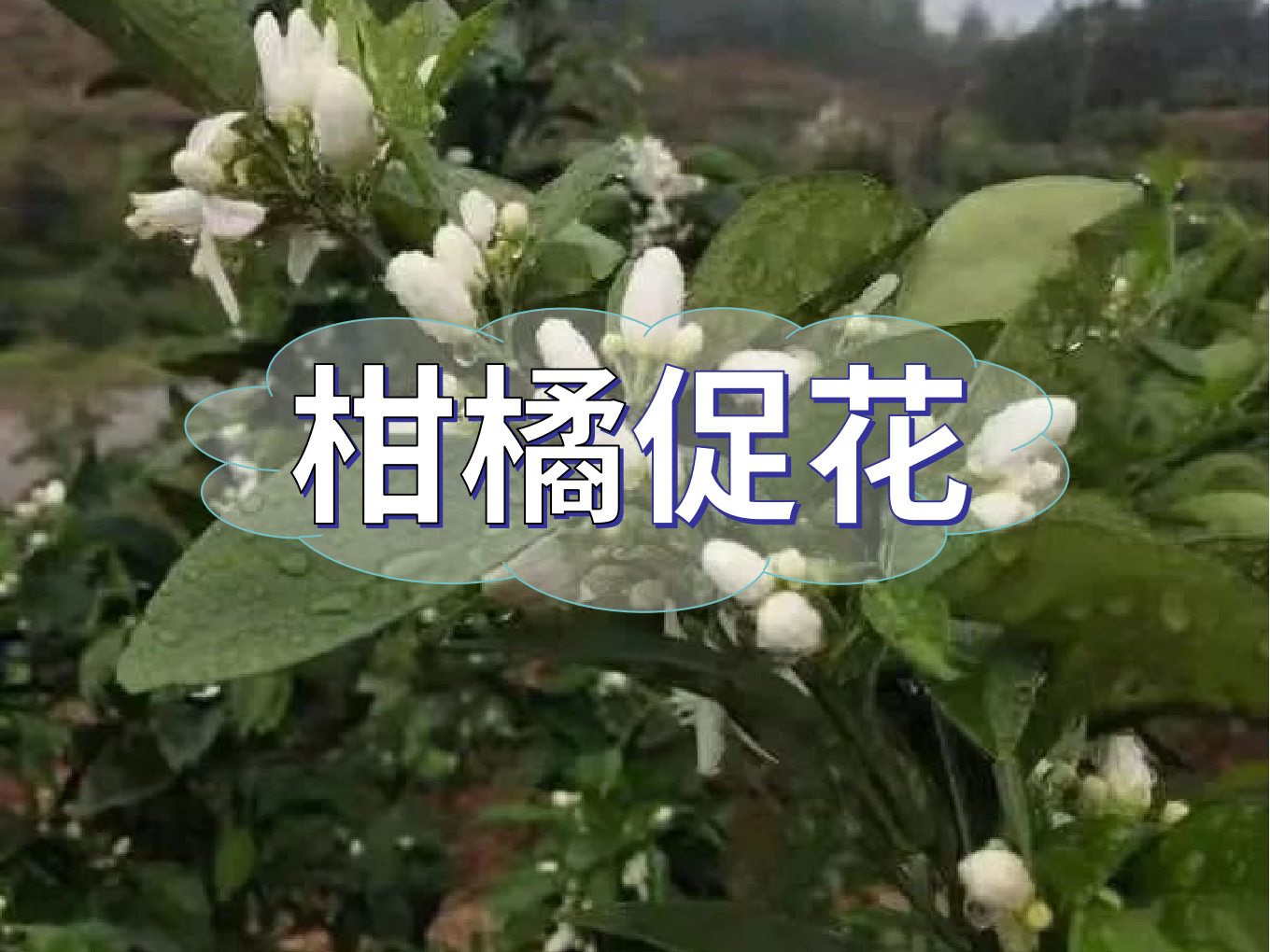 柑橘促花三要領(lǐng)，促進(jìn)優(yōu)質(zhì)花的形成