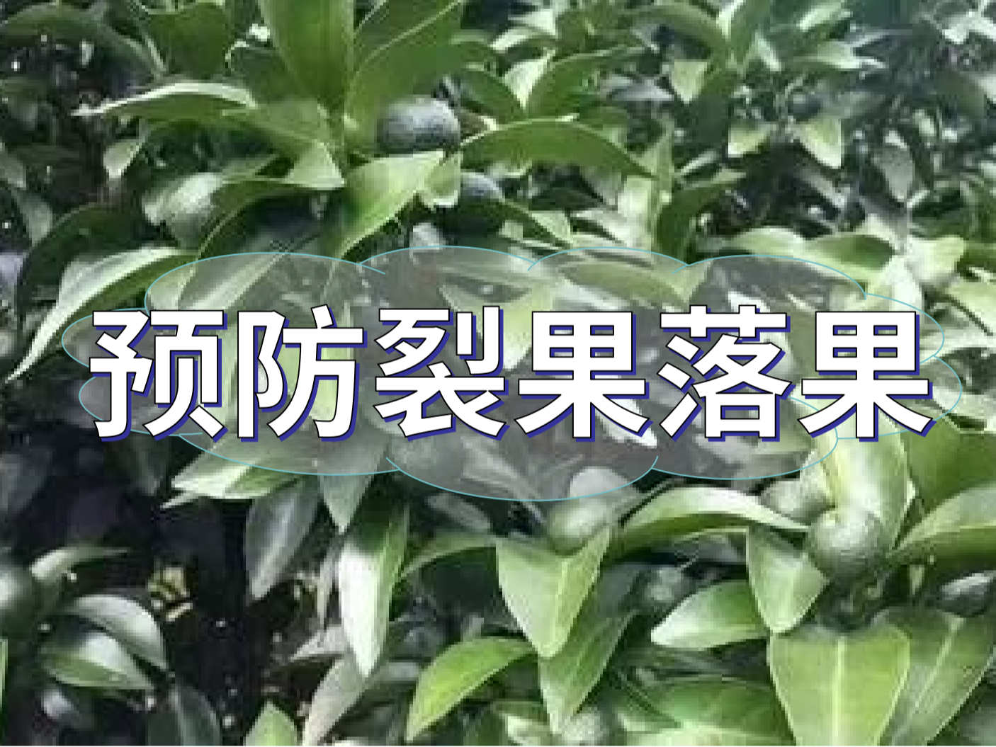 <i style='color:red'>柑橘落果</i>裂果高峰期，要先預防