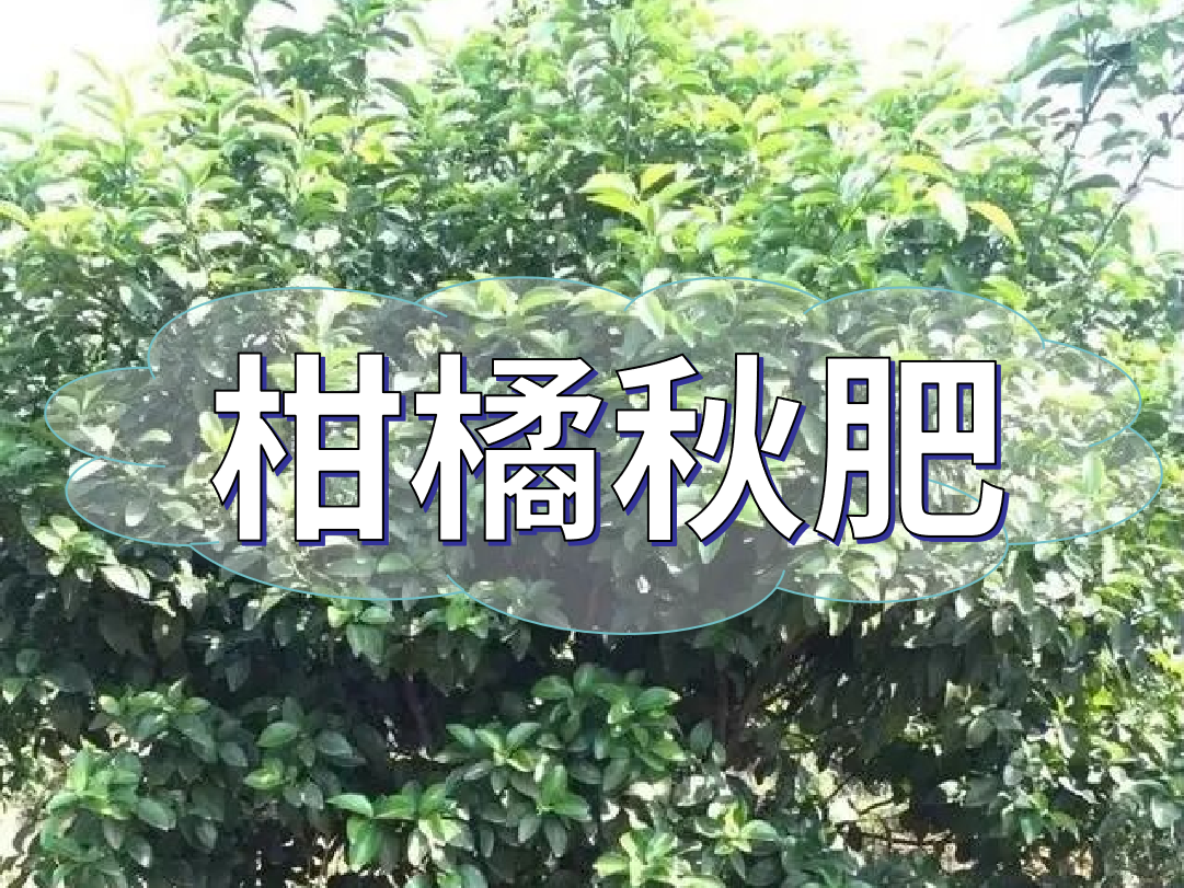 柑橘<i style='color:red'>秋肥</i>用得好產(chǎn)量不會(huì )少！怎么施？
