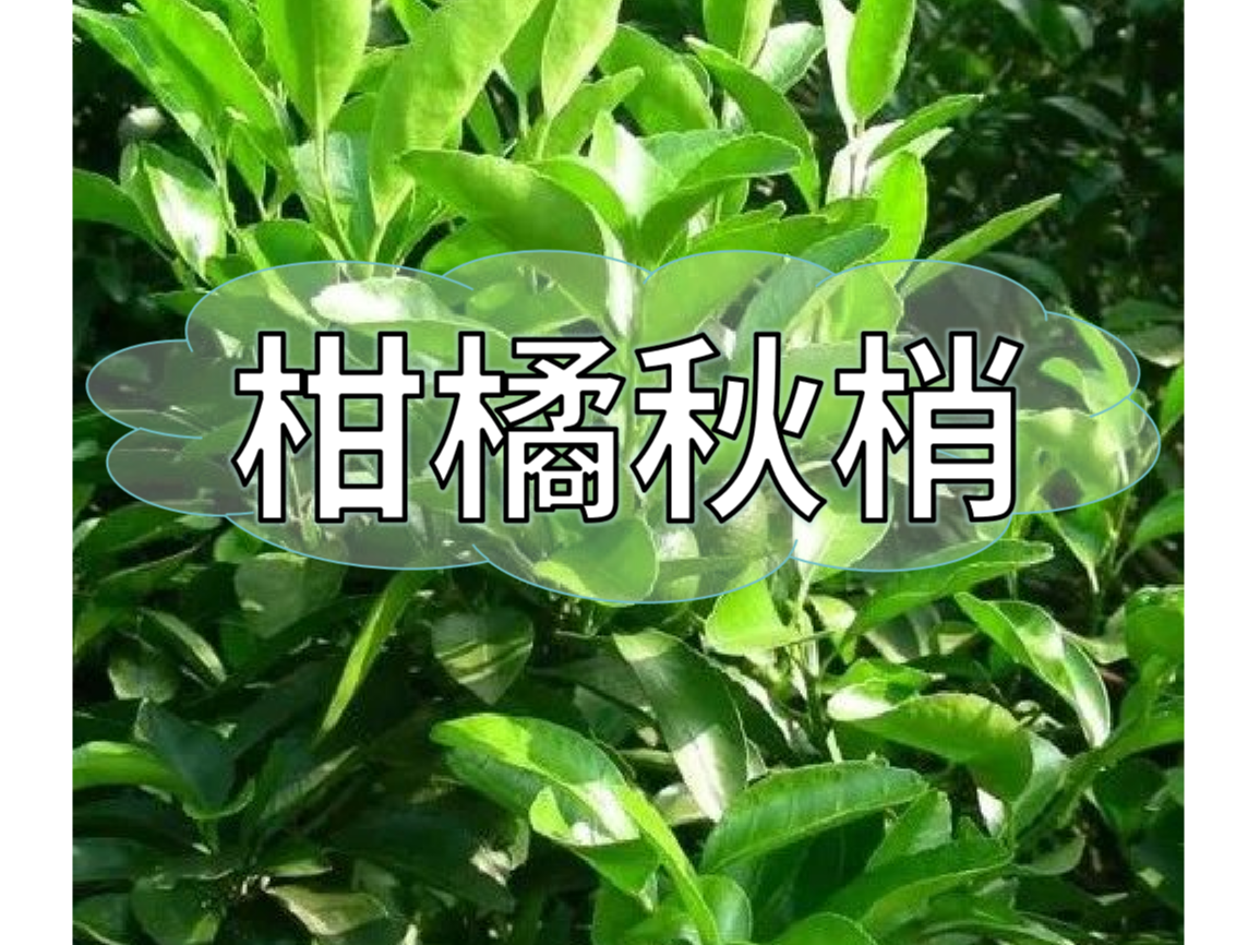 秋梢放不出怎么辦？如何放出健壯秋梢？