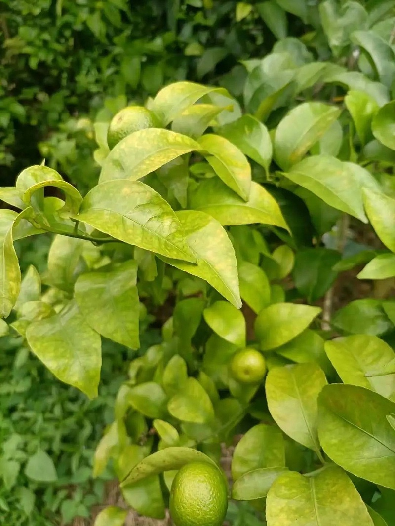 1 1