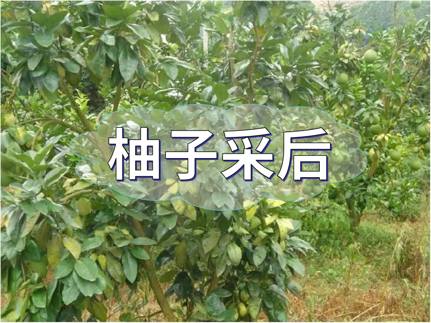 柚子采后這么管，來(lái)年不減產(chǎn)