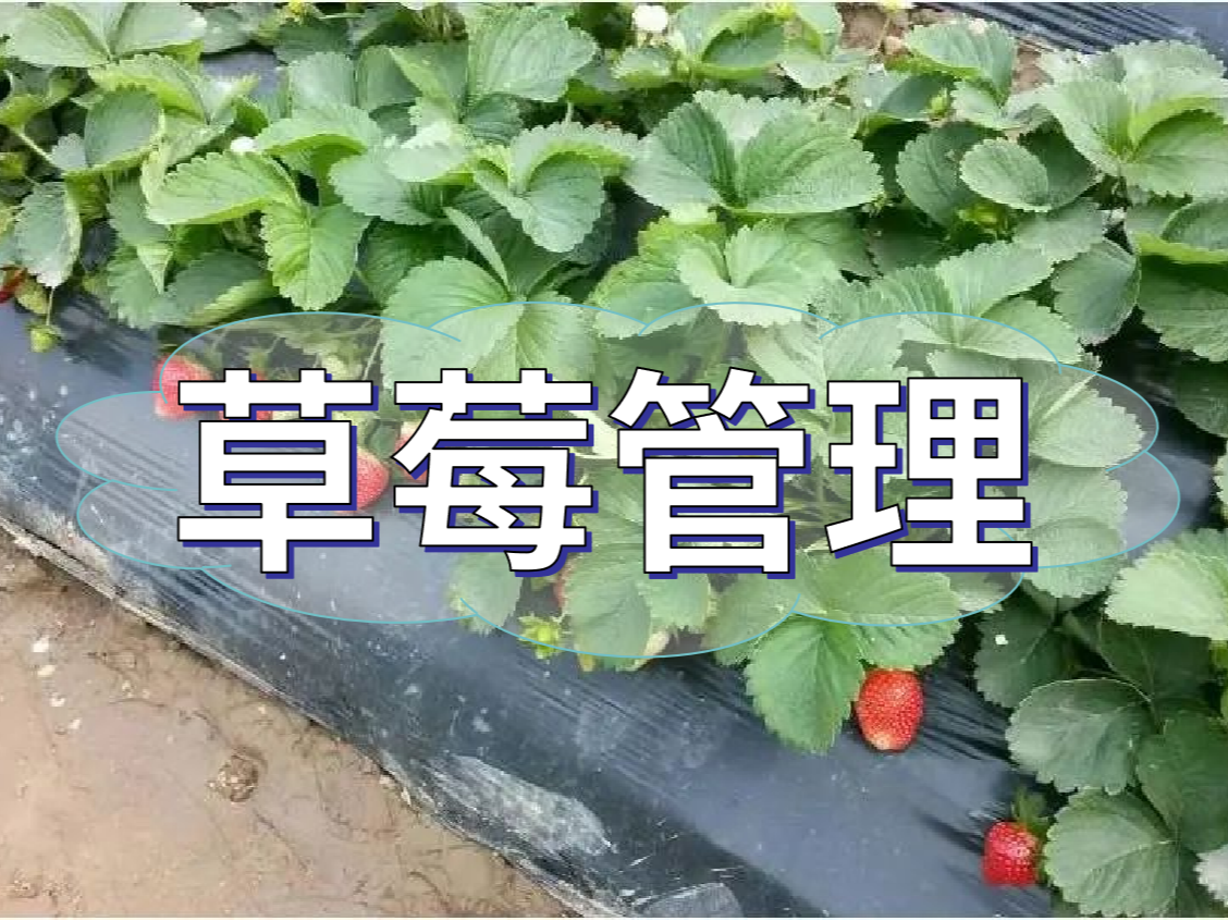 這樣做讓你的草莓品質(zhì)好，產(chǎn)量高！