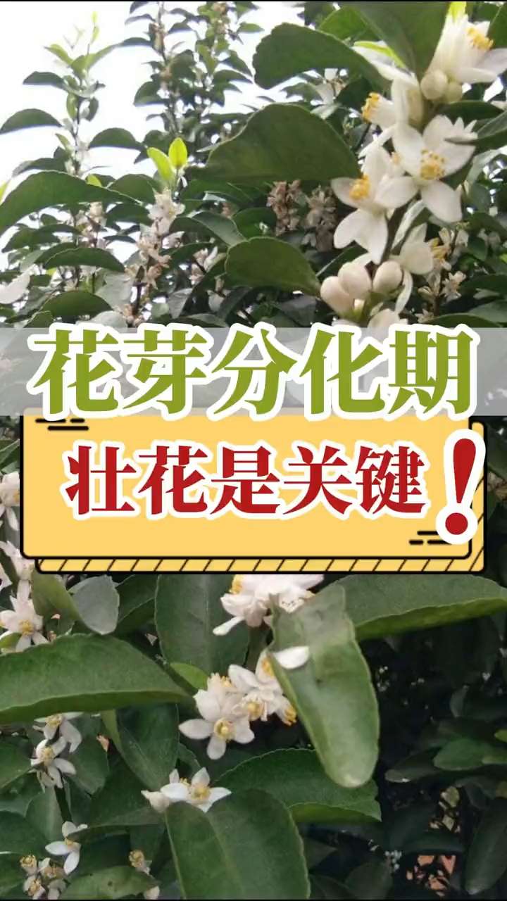 花芽分化期，壯花是關(guān)鍵！